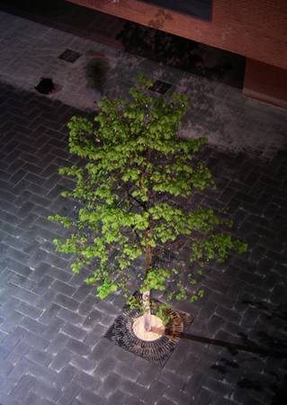 Lonely tree
