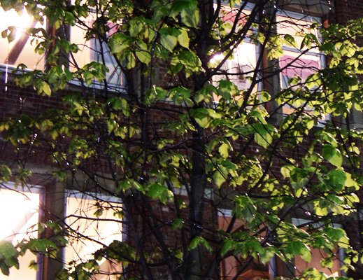 Music in Trees