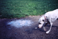 Link to miscelaneous photos