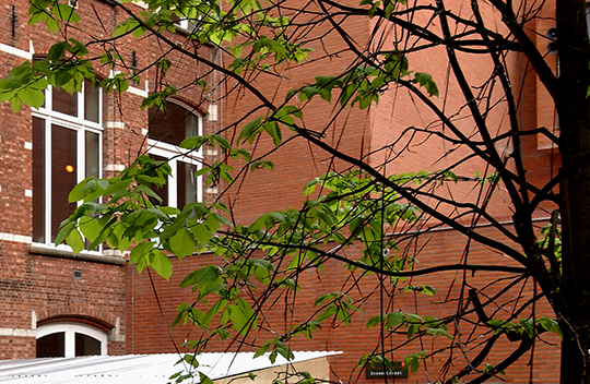 Music_trees
