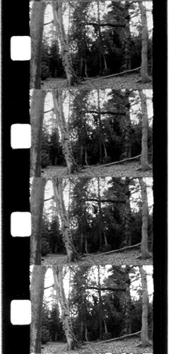 bluebell film strip