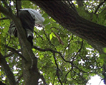 The Music in Trees
