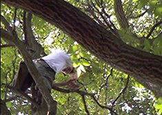 Video still from Music in Trees, 2001